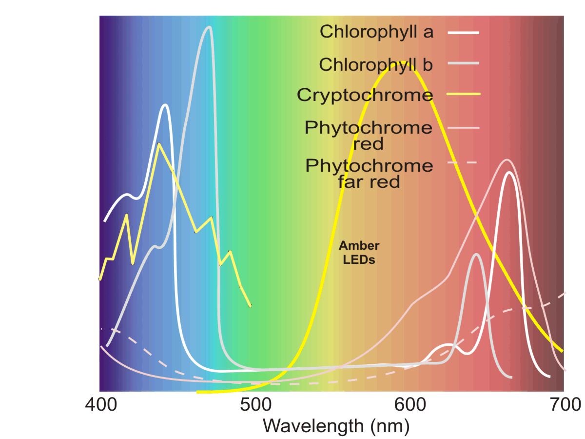 Plant Action Spectra